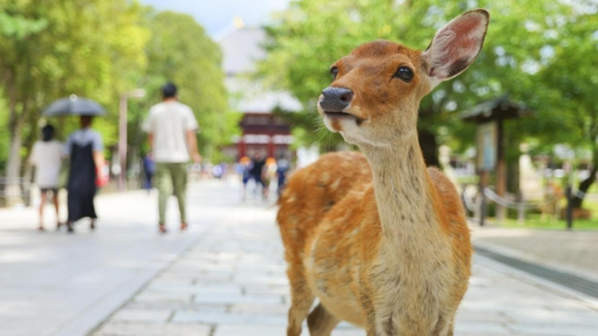 嵐 難波西 民宿 Bed And Breakfast Osaka Bagian luar foto